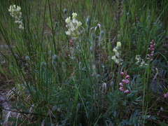Oxytropis campestris