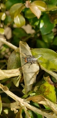 Oxysarcodexia