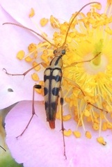 Strangalia luteicornis