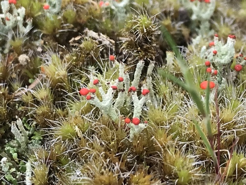 Flörkes Scharlachflechte