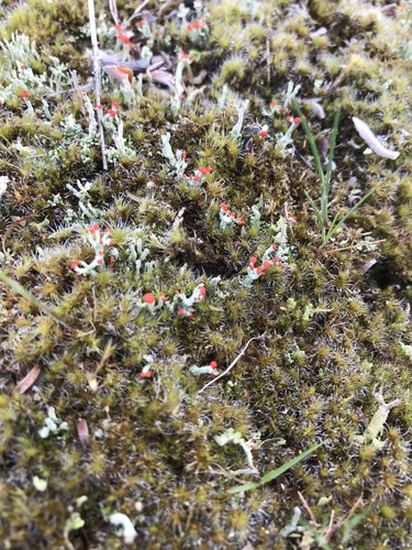 Flörkes Scharlachflechte