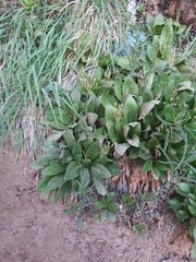 Primula pauciflora zionensis