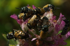 Labidostomis longimana