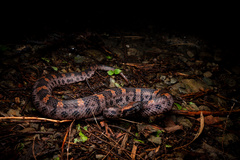 Taiwan Mountain Pitviper photo 2