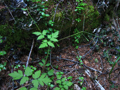 Osmorhiza depauperata