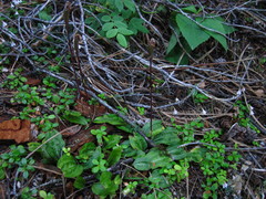 Calypso bulbosa