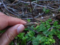 Calypso bulbosa