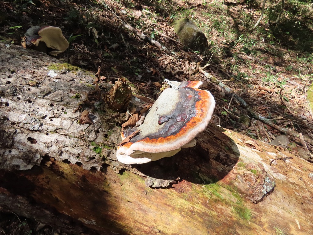 Fomitopsis pinicola · October 2024 · photo: © belvedere04 (iNaturalist, cc-by-nc)
