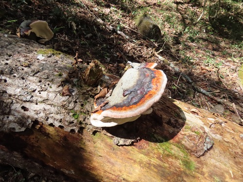 Fomitopsis pinicola