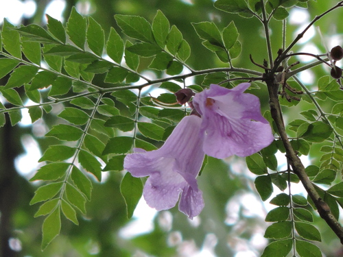 Image of Jacaranda puberula by (c) Fabrício Mil Homens Riella, some rights reserved (CC BY)