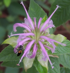 Typocerus lunulatus texanus