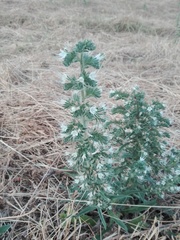Echium italicum italicum
