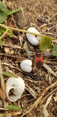 Largus rufipennis
