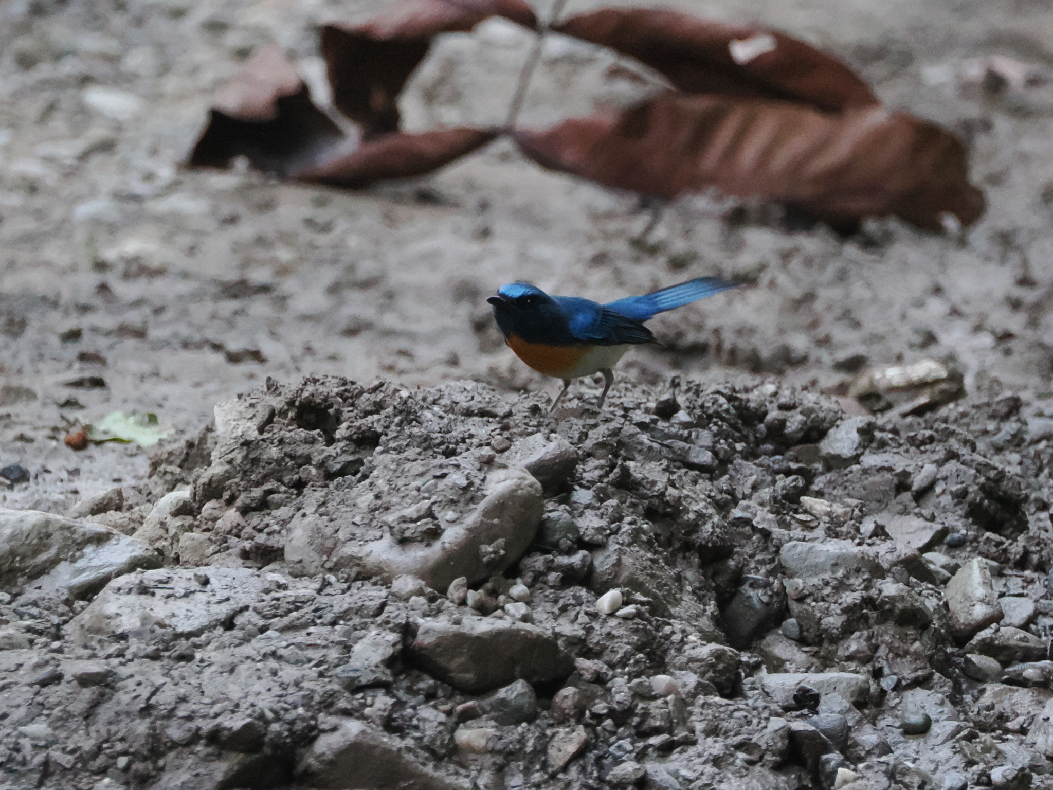 Blue-throated Blue Flycatcher