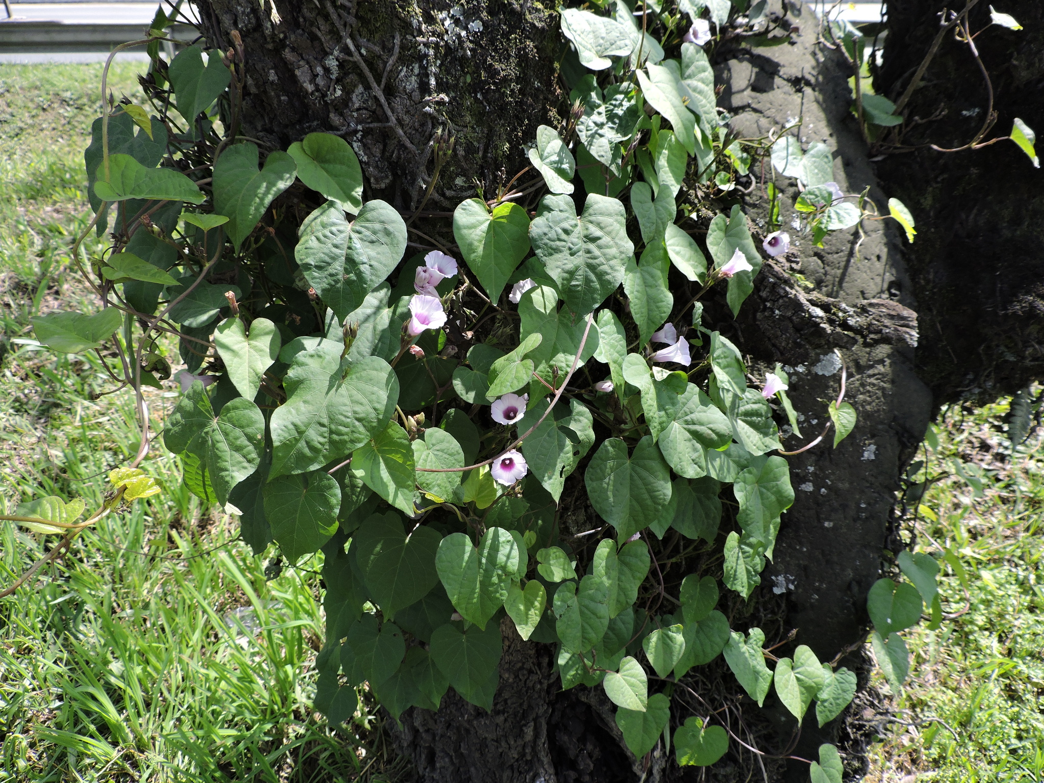 Ipomoea triloba