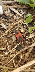 Largus rufipennis