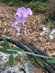 Lathyrus