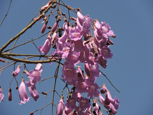 Image of Jacaranda puberula by (c) Fabrício Mil Homens Riella, some rights reserved (CC BY)