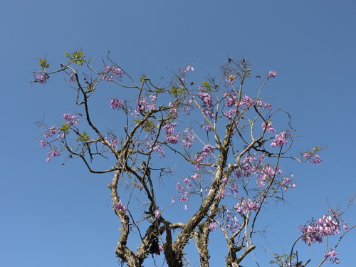 Image of Jacaranda puberula by (c) Fabrício Mil Homens Riella, some rights reserved (CC BY)