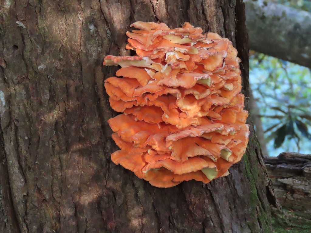 Laetiporus montanus
