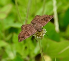 Nisoniades bromias