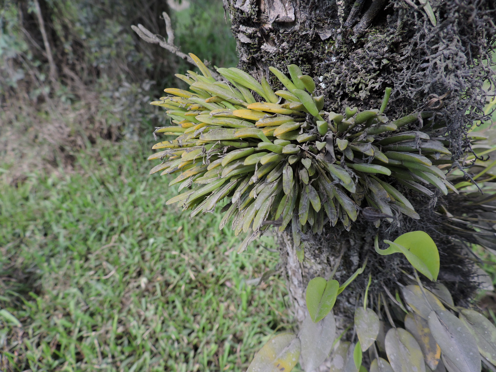 Acianthera sonderiana