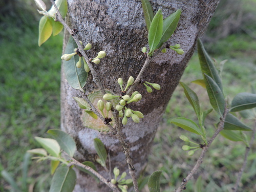 Casearia decandra (Casearia decandra)