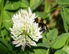 Bombus rufocinctus