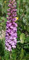 Gymnadenia densiflora
