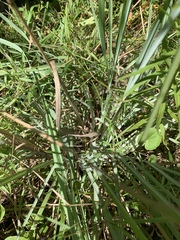 Andropogon virginicus