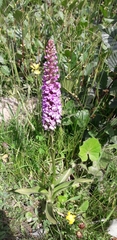 Gymnadenia densiflora