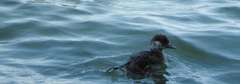 Bucephala