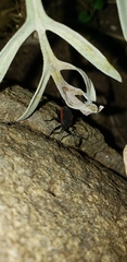 Largus rufipennis