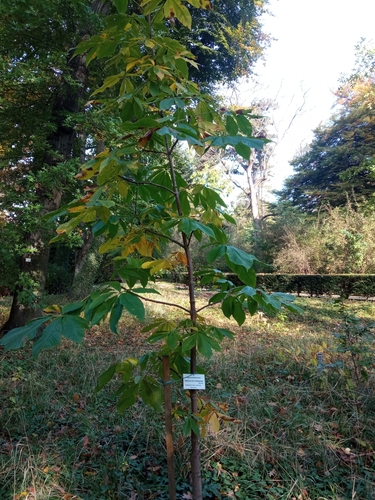 Aesculus chinensis, 2024-10-17