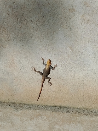 Peters's Rock Agama
