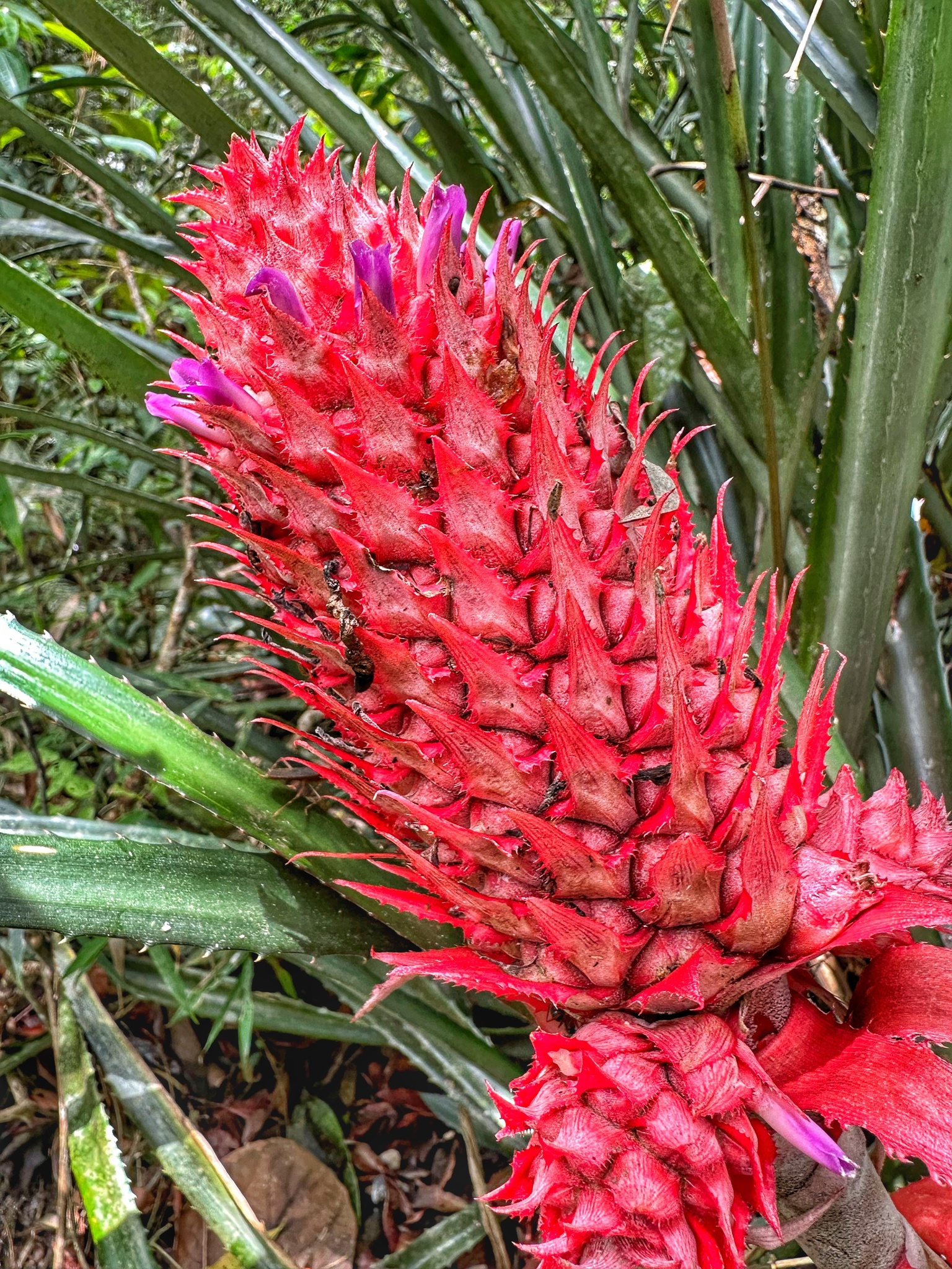 Ananas comosus