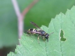 Ancistrocerus trifasciatus