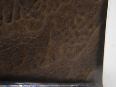 Agaricia agaricites