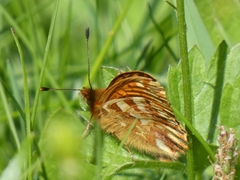 Boloria pales