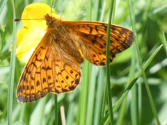 Boloria pales