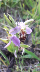 Ophrys apifera