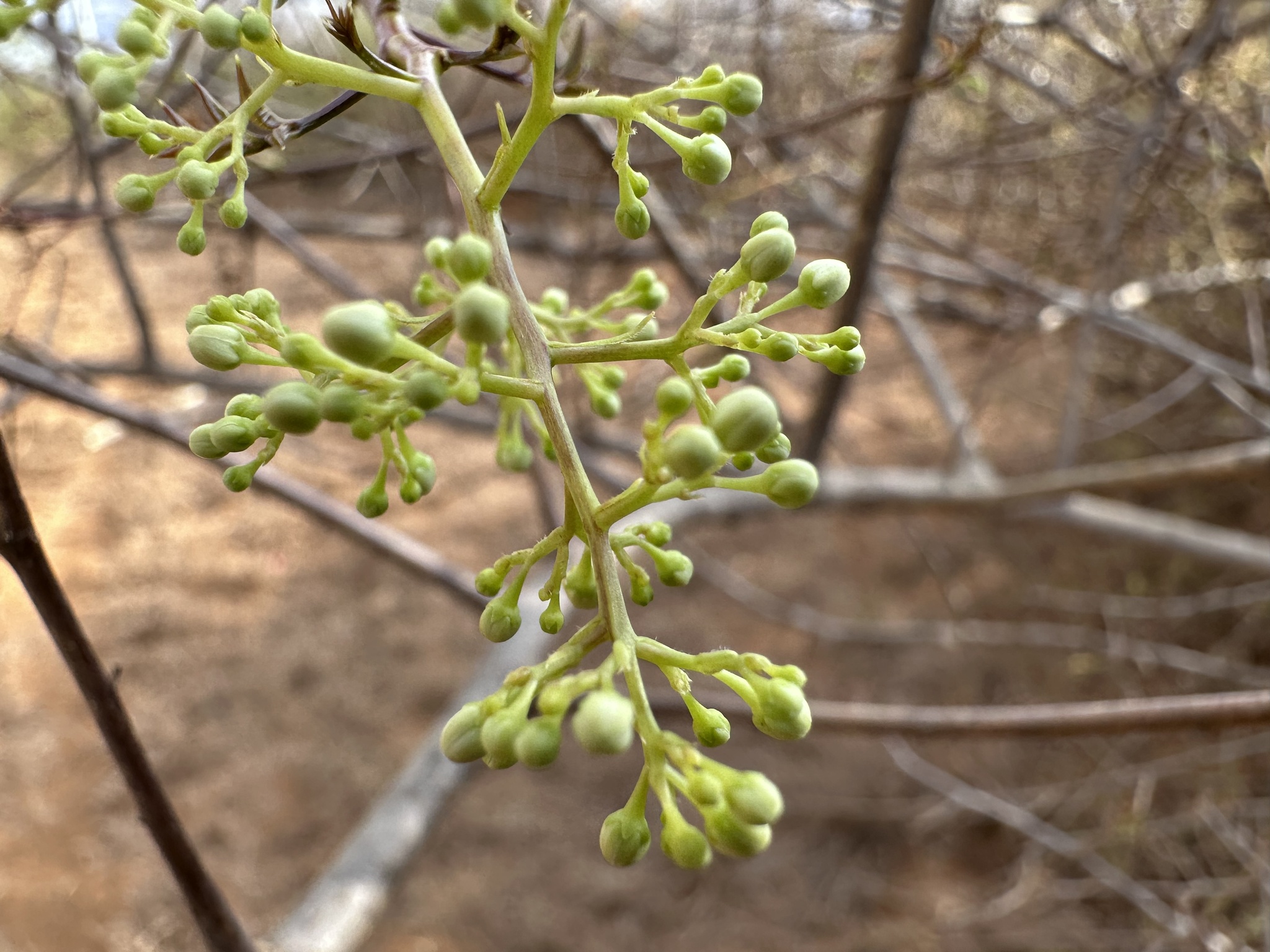 Spondias tuberosa