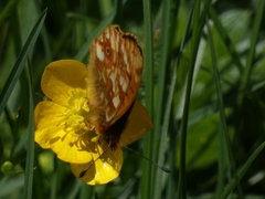 Boloria pales