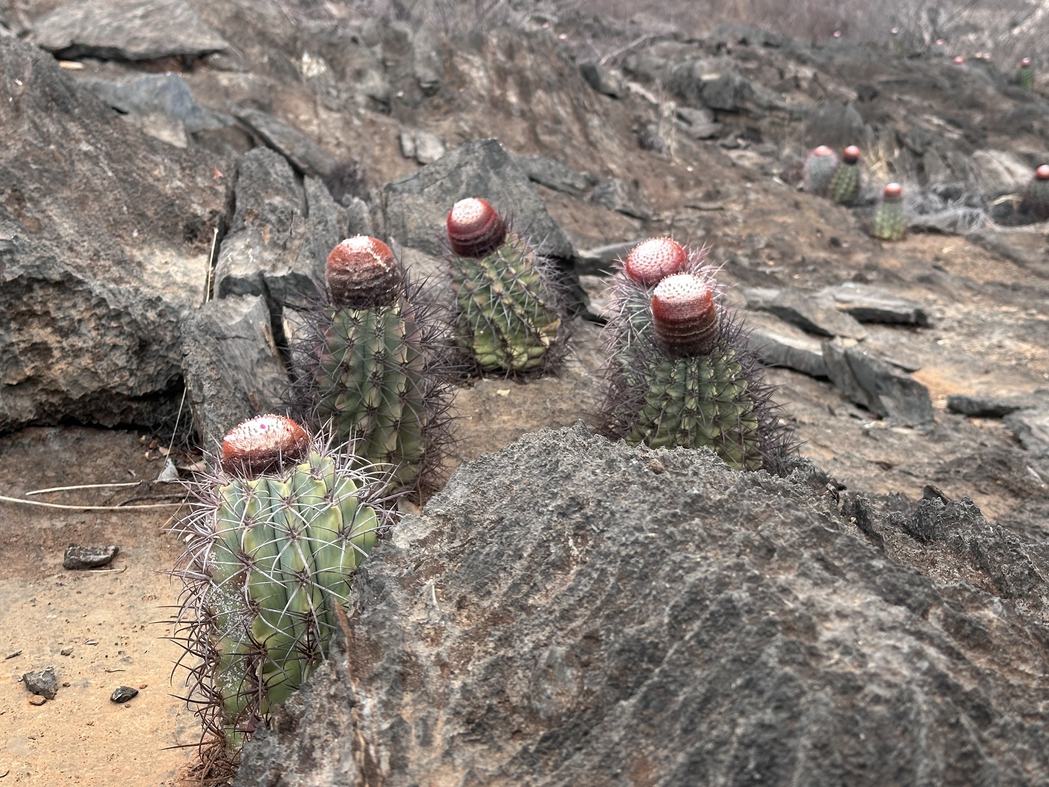 Turk's Cap Cactus (Melocactus azureus) · iNaturalist