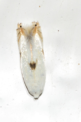 Opostegidae
