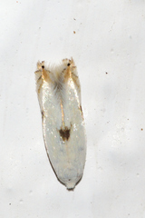 Opostegidae