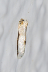 Opostegidae