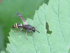 Ancistrocerus trifasciatus