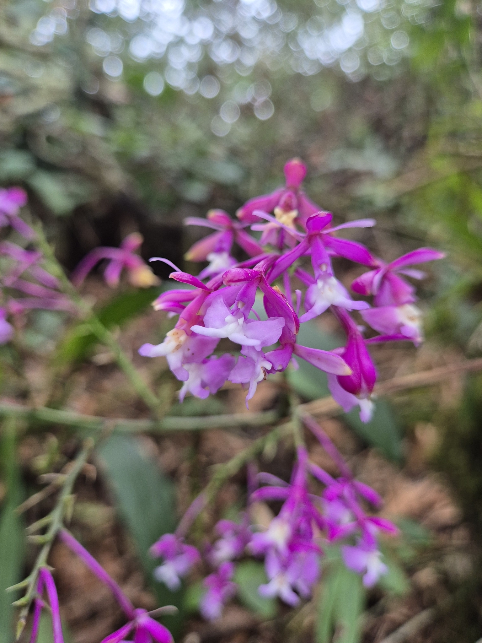 Epidendrum hypoporphyreum Hágsater, E.Santiago & E.Parra 3