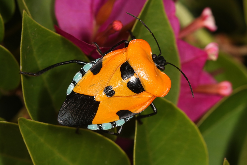 Coquerelia ventralis